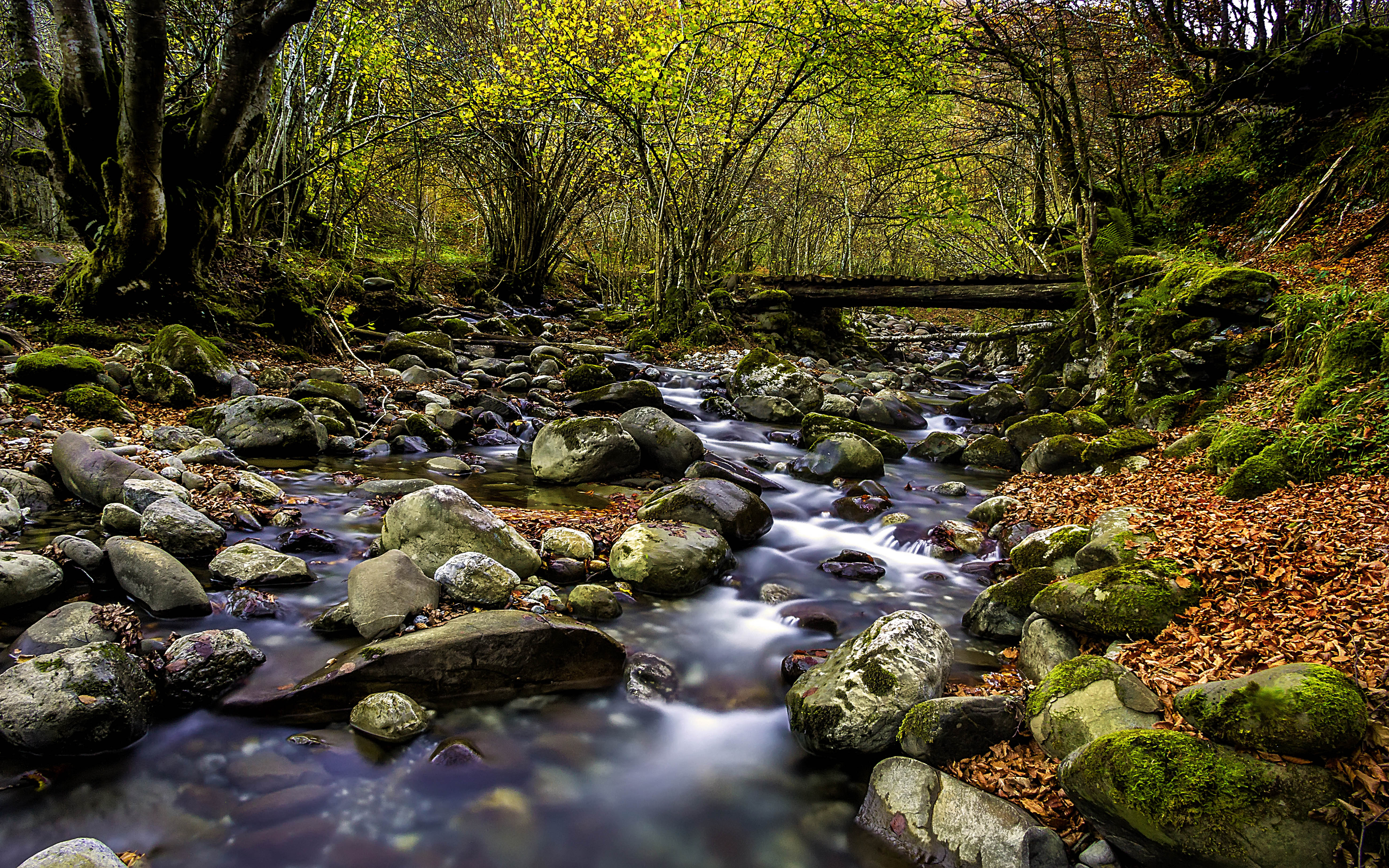 Clear Forest Stream Stones With Green Moss Red Leaves - Clear Tree Wallpaper Hd , HD Wallpaper & Backgrounds