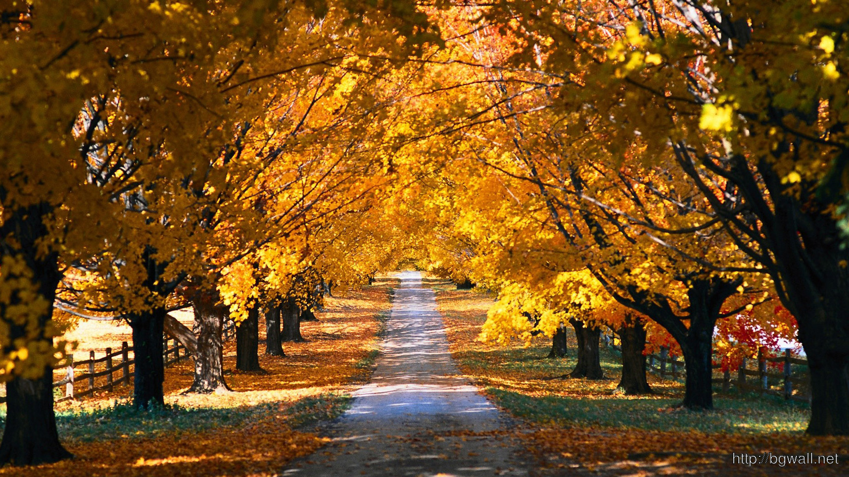 Country Road In The Fall Wallpaper , HD Wallpaper & Backgrounds