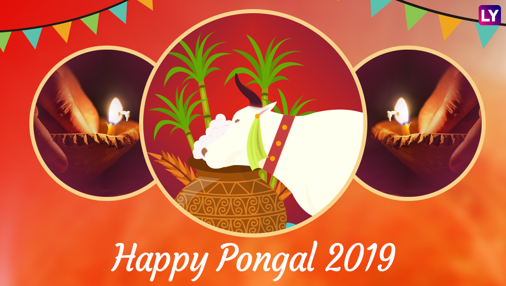 Pongal Images Telugu, Pongal Images Cartoon, Pongal - Makar Sankranti , HD Wallpaper & Backgrounds