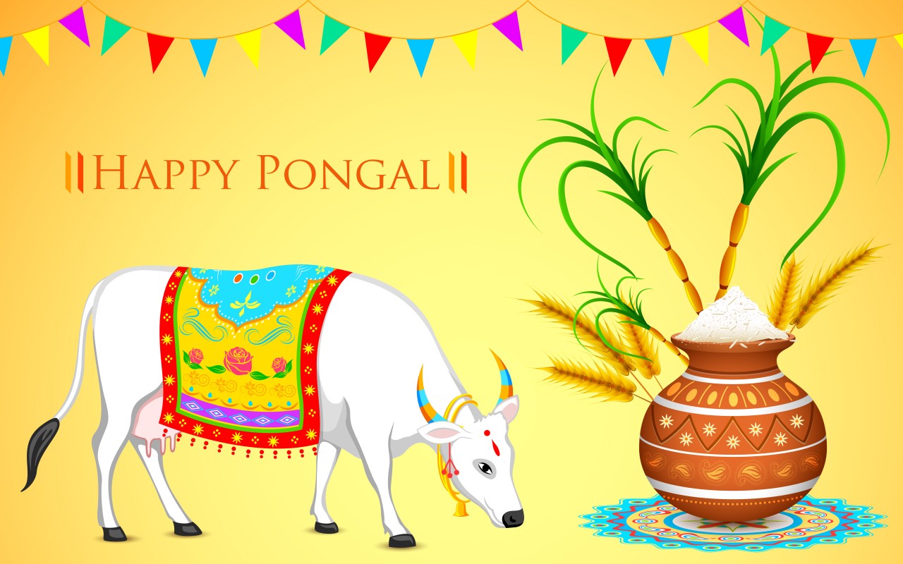 Here We Have Collected Hd Wallpapers Of Pongal,makar - Happy Pongal Images 2019 , HD Wallpaper & Backgrounds