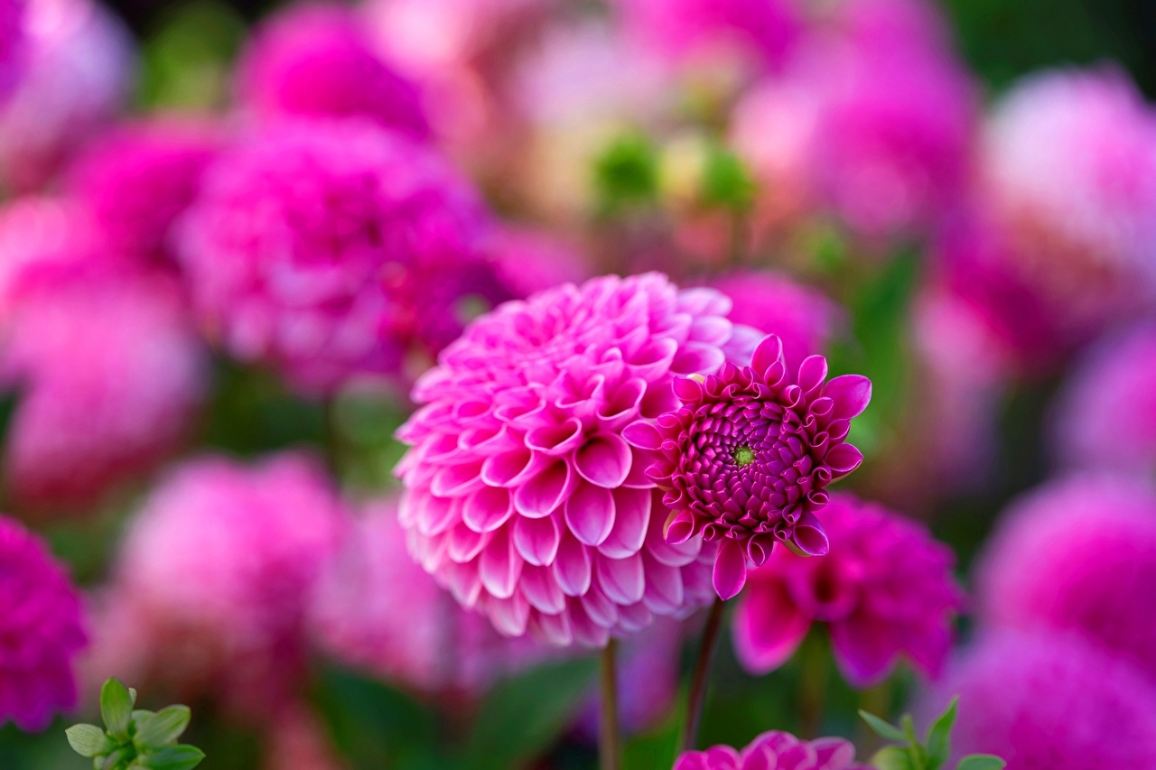 Flowers In Pink Colour , HD Wallpaper & Backgrounds