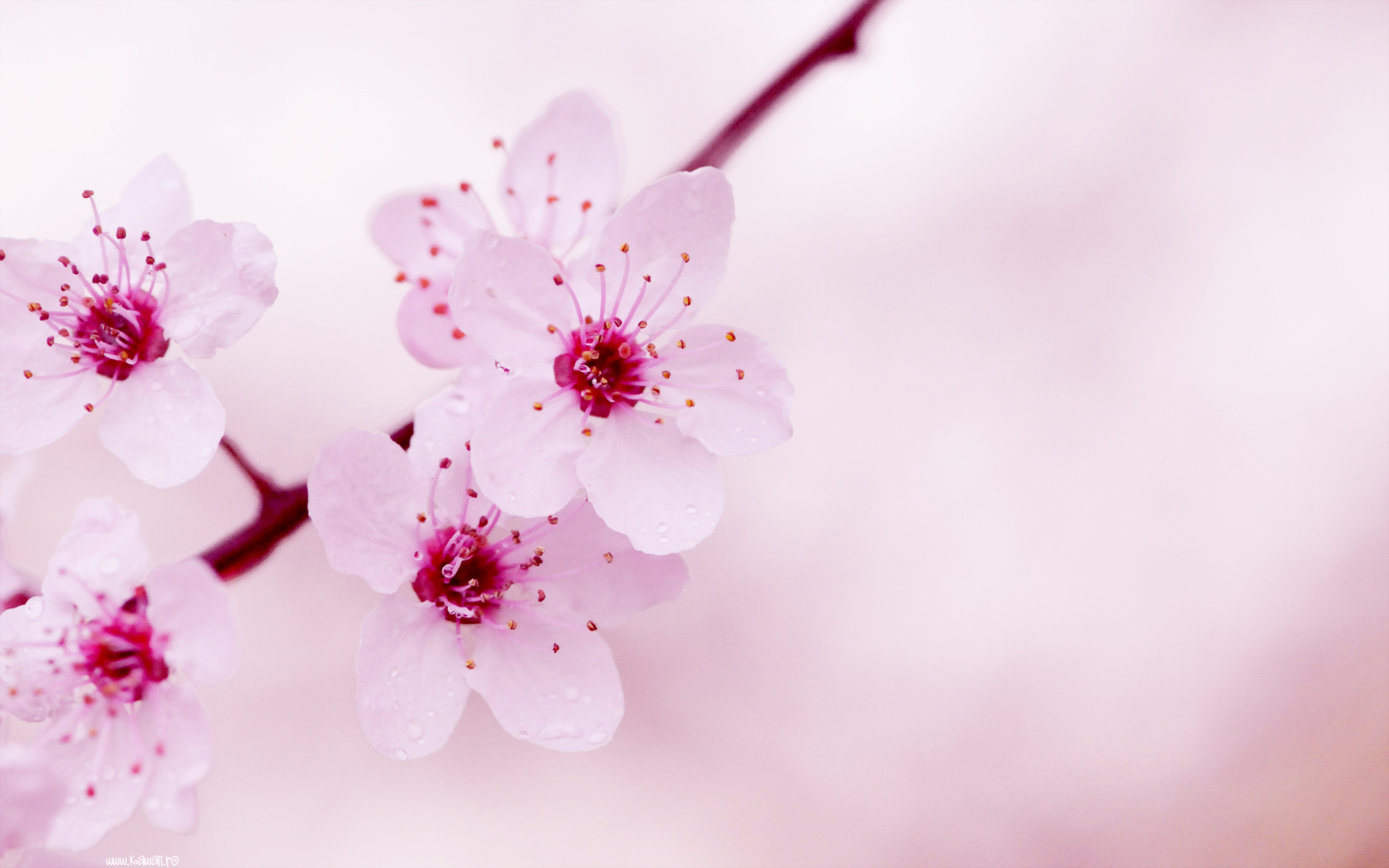 Pink Coloured Flowers Wallpaper - Beautiful Pink Colour Flowers , HD Wallpaper & Backgrounds