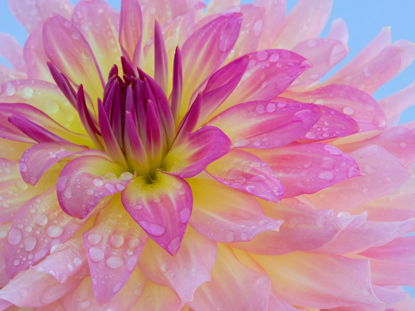 Pink - Beautiful Flowers Close Up , HD Wallpaper & Backgrounds