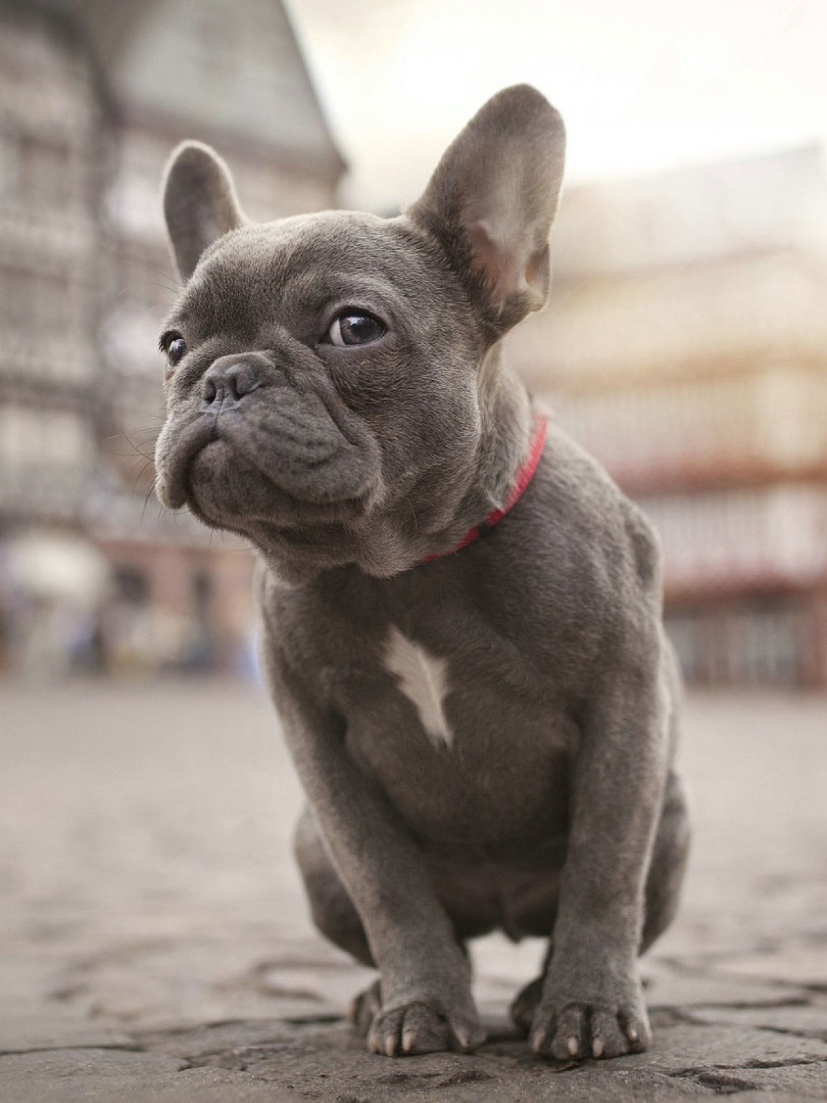 French Bulldog Wallpaper Iphone , HD Wallpaper & Backgrounds