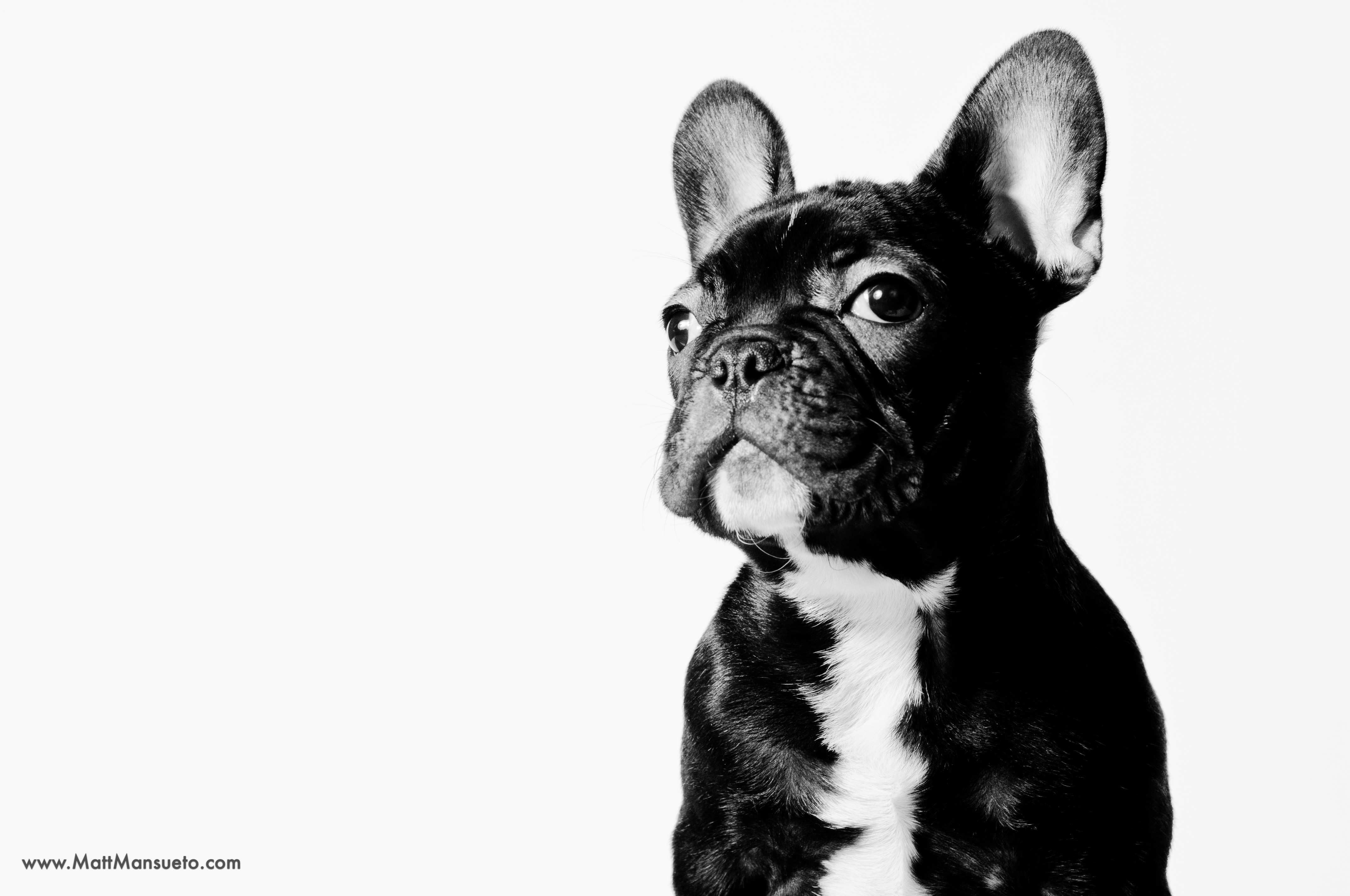 Bulldog - Like Dogs More Than People , HD Wallpaper & Backgrounds