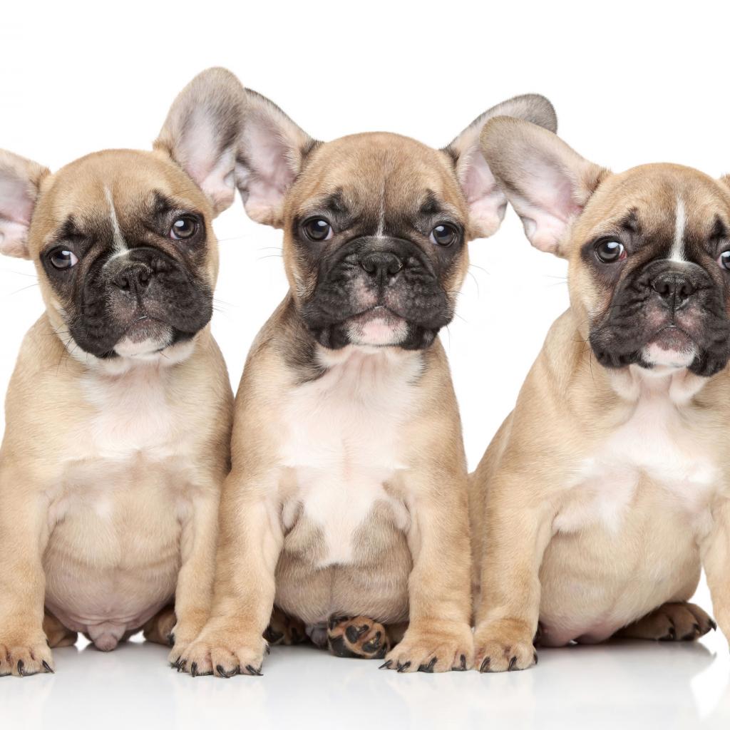 French Bulldog Puppy Background , HD Wallpaper & Backgrounds