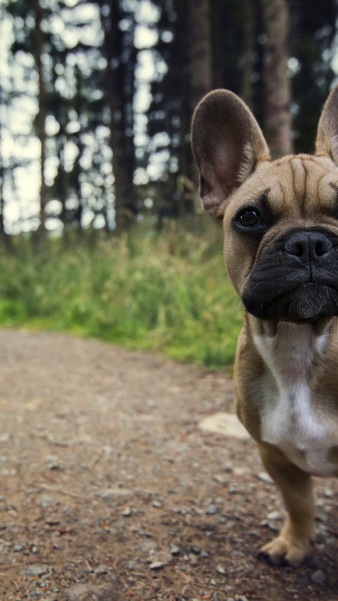 French - Bulldog Frances Con Cola Larga , HD Wallpaper & Backgrounds