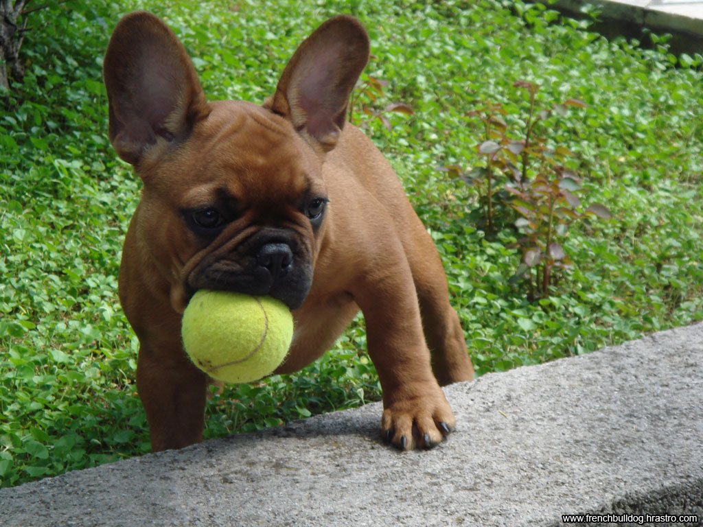 French Bulldog Dodi - French Bulldog Pitbull Mix Puppy , HD Wallpaper & Backgrounds