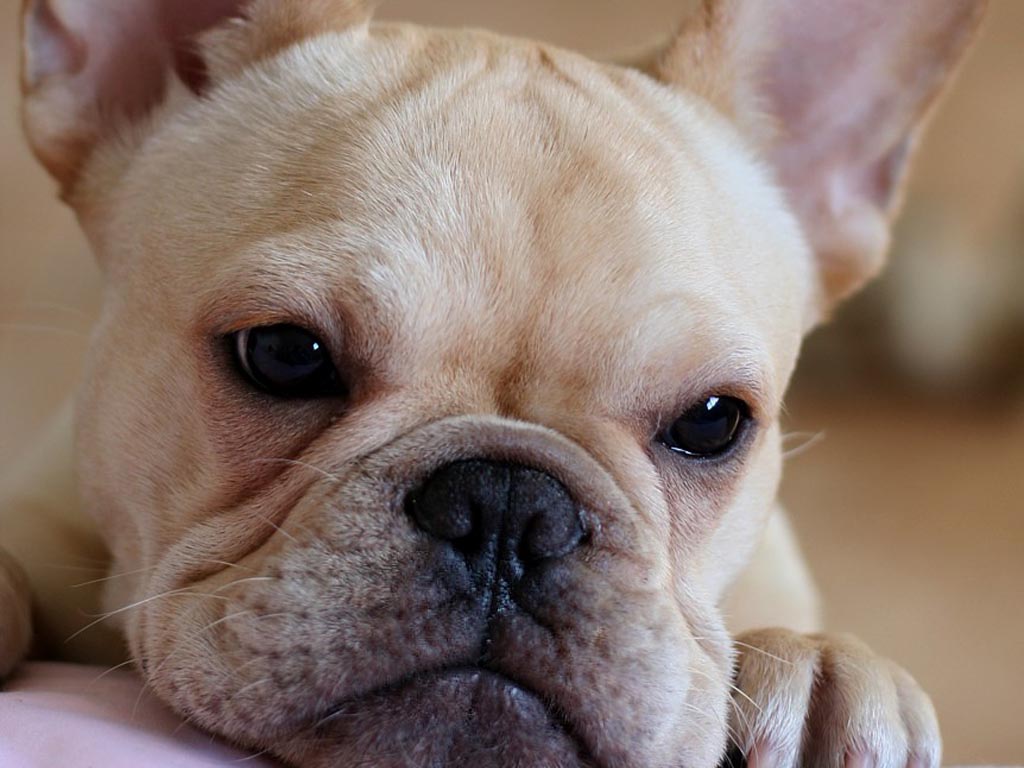 French Bulldog Puppies Wallpapers - Adult Cream French Bulldog , HD Wallpaper & Backgrounds