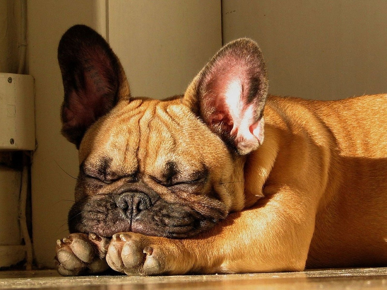 French Bulldog Wallpaper - Brown French Bulldog Sleeping , HD Wallpaper & Backgrounds