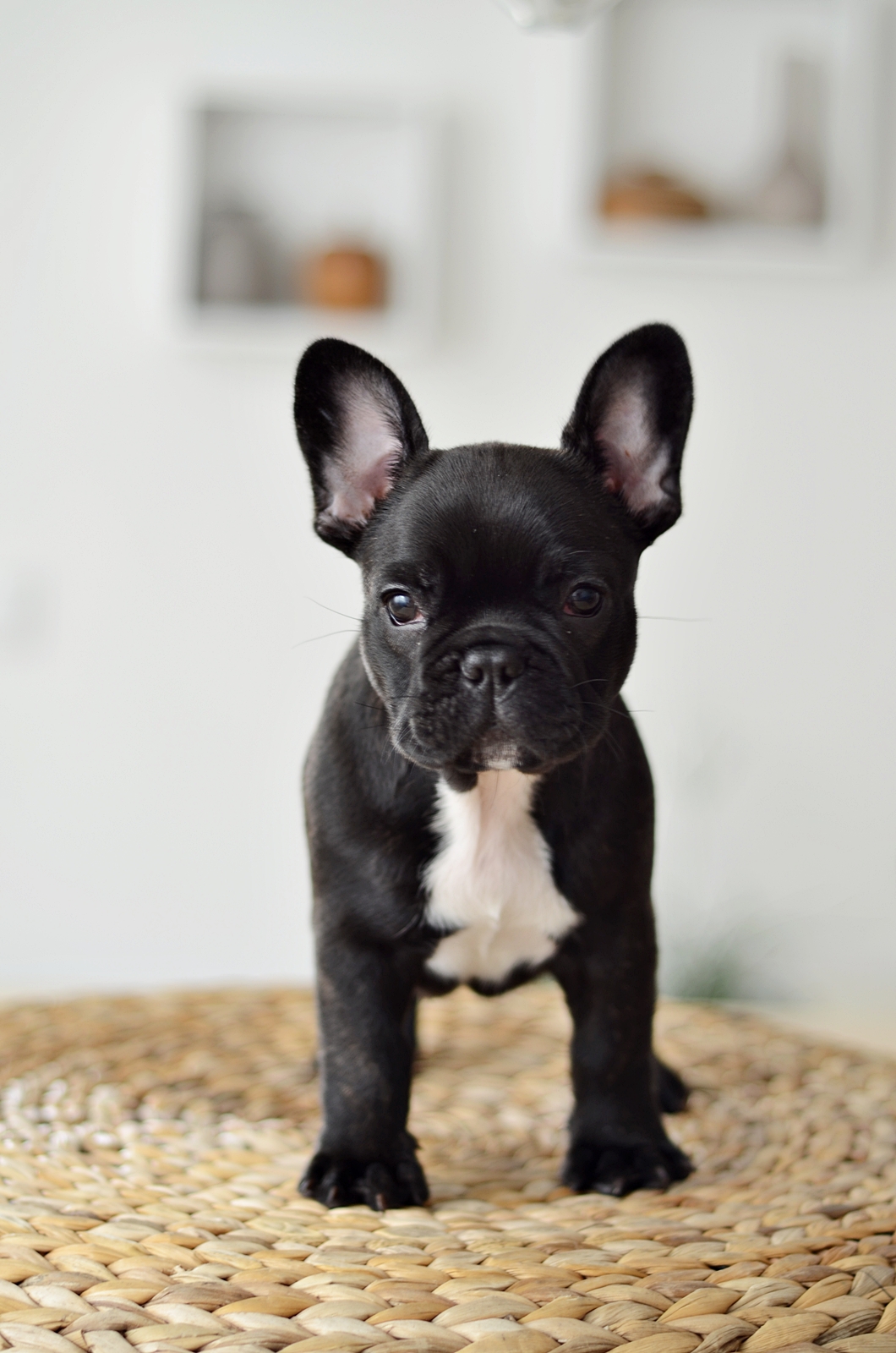 Cute Black French Bulldog , HD Wallpaper & Backgrounds