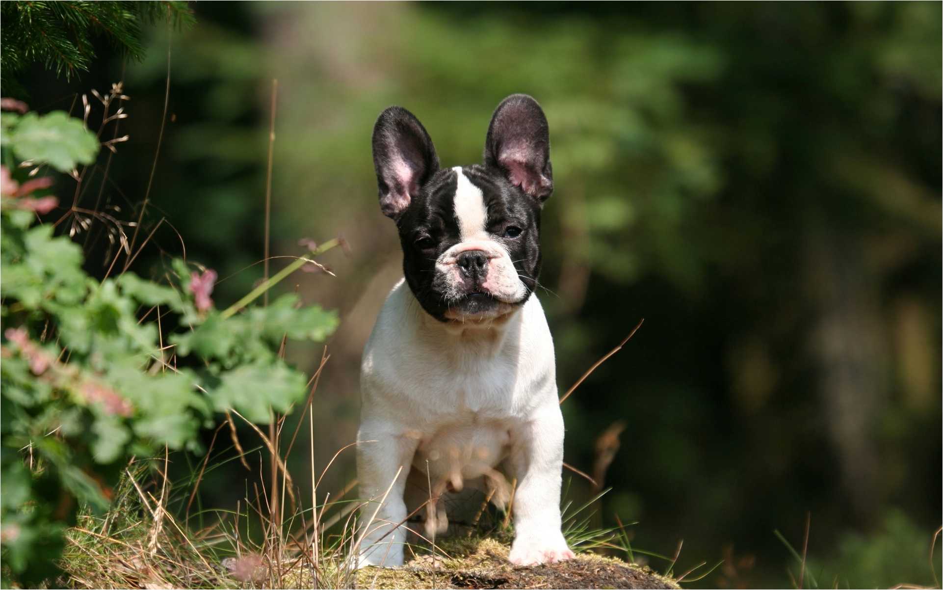 Download In Original Resolution - Boston Terrier , HD Wallpaper & Backgrounds