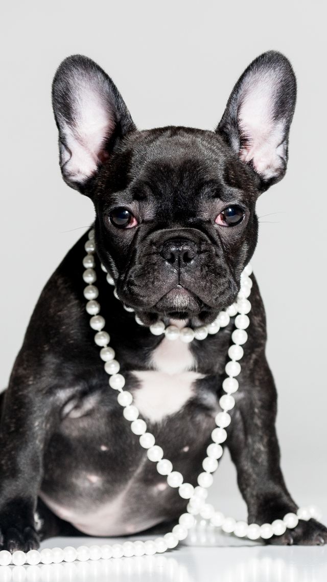 French Bulldog, Puppy, Cute Animals, 5k - French Bulldog Full Hd , HD Wallpaper & Backgrounds