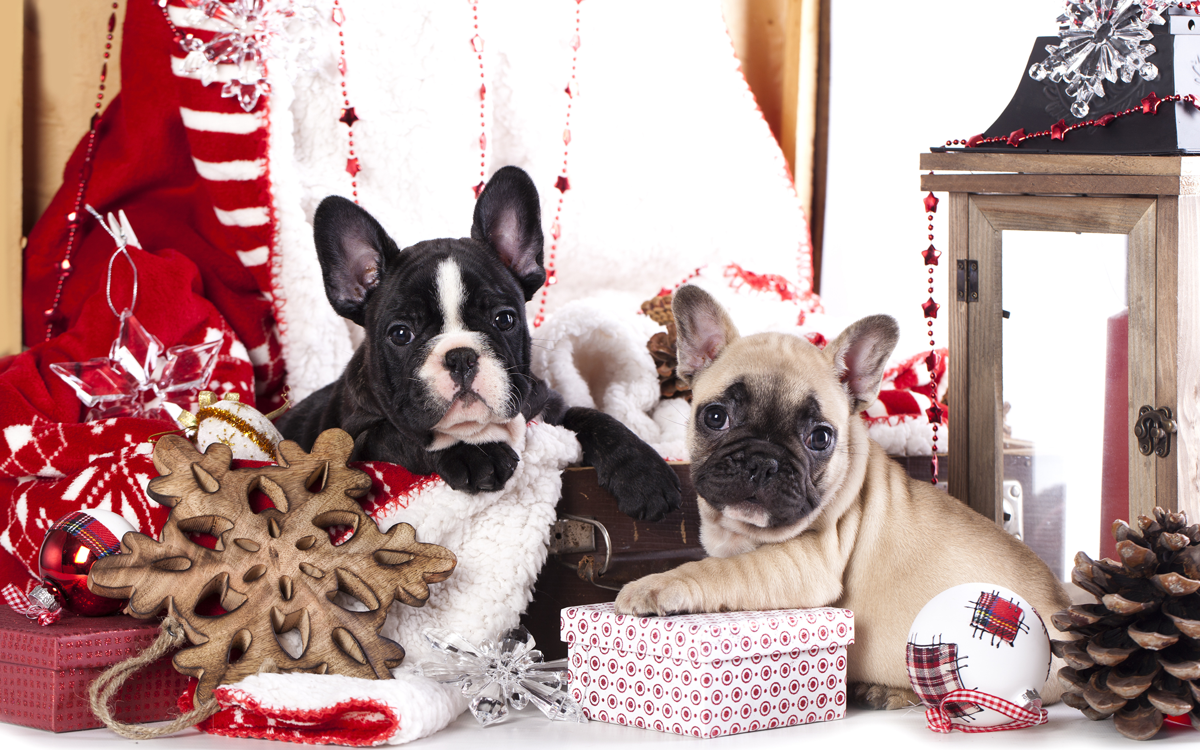 3840 X - French Bulldog Christmas Present , HD Wallpaper & Backgrounds