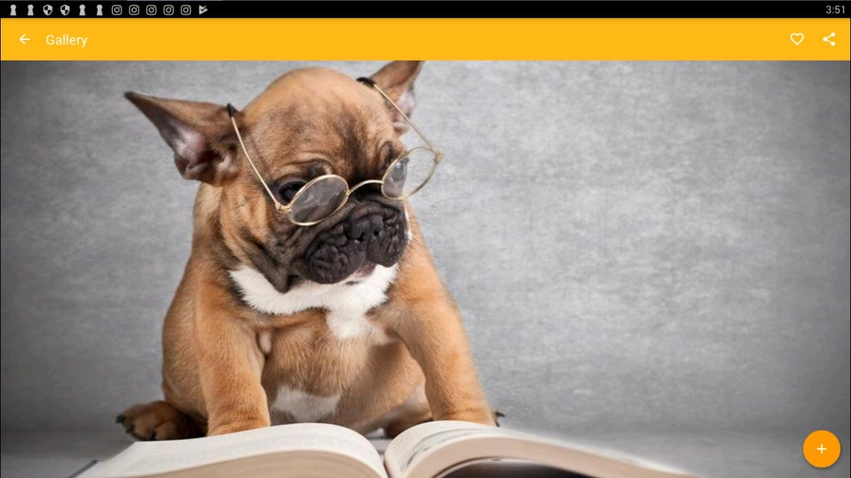 French Bulldog Wallpaper - Dog Read , HD Wallpaper & Backgrounds