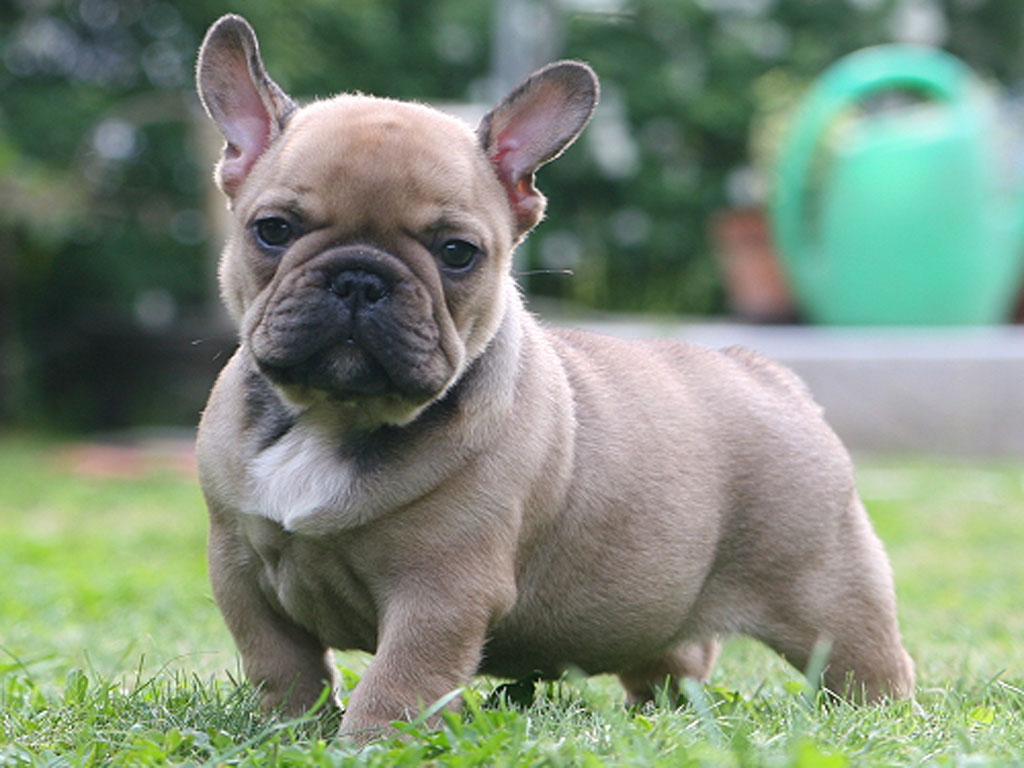 French Bulldog - French Bulldog Price In India , HD Wallpaper & Backgrounds