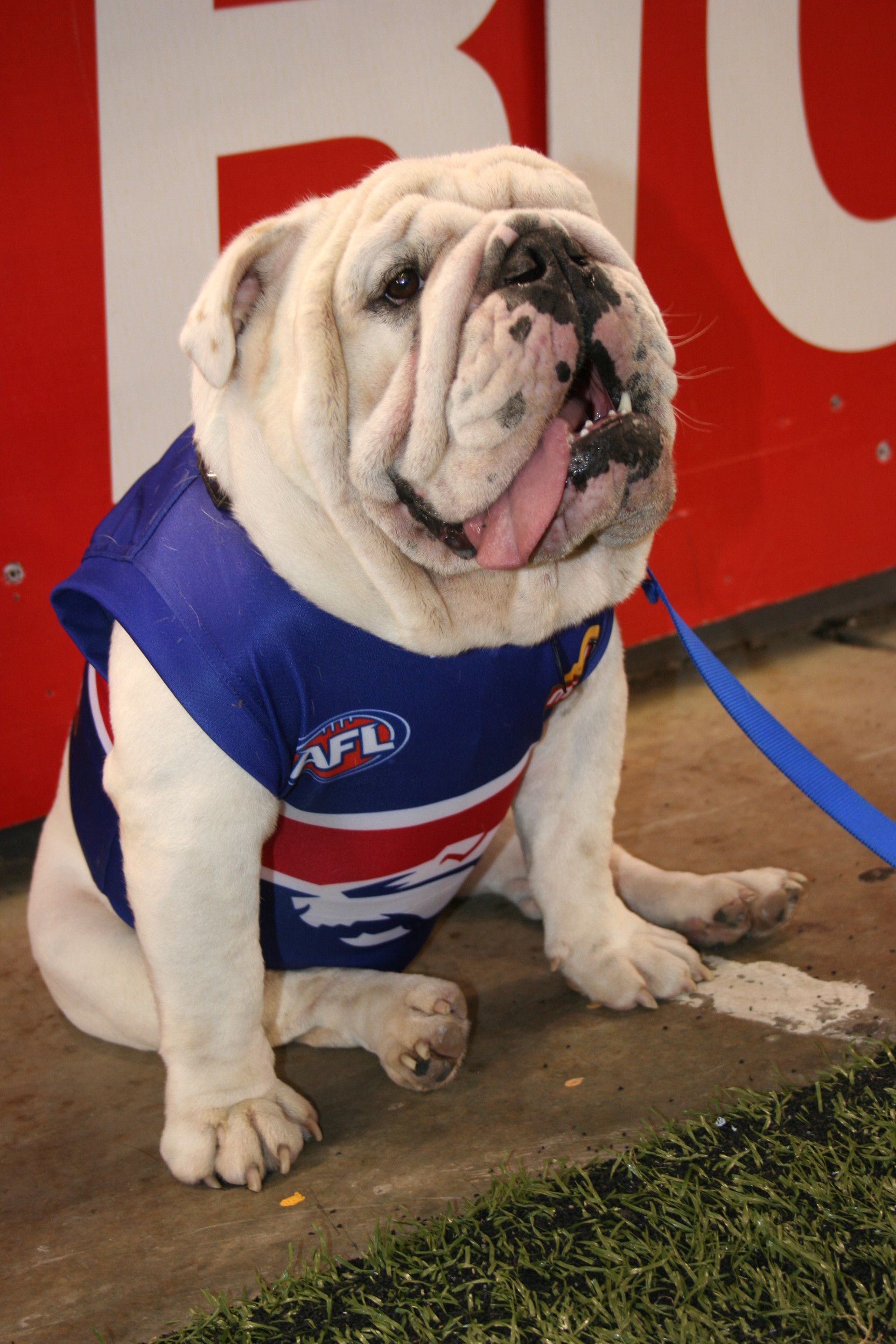 French Bulldog Wallpapers - Western Bulldogs Mascot , HD Wallpaper & Backgrounds