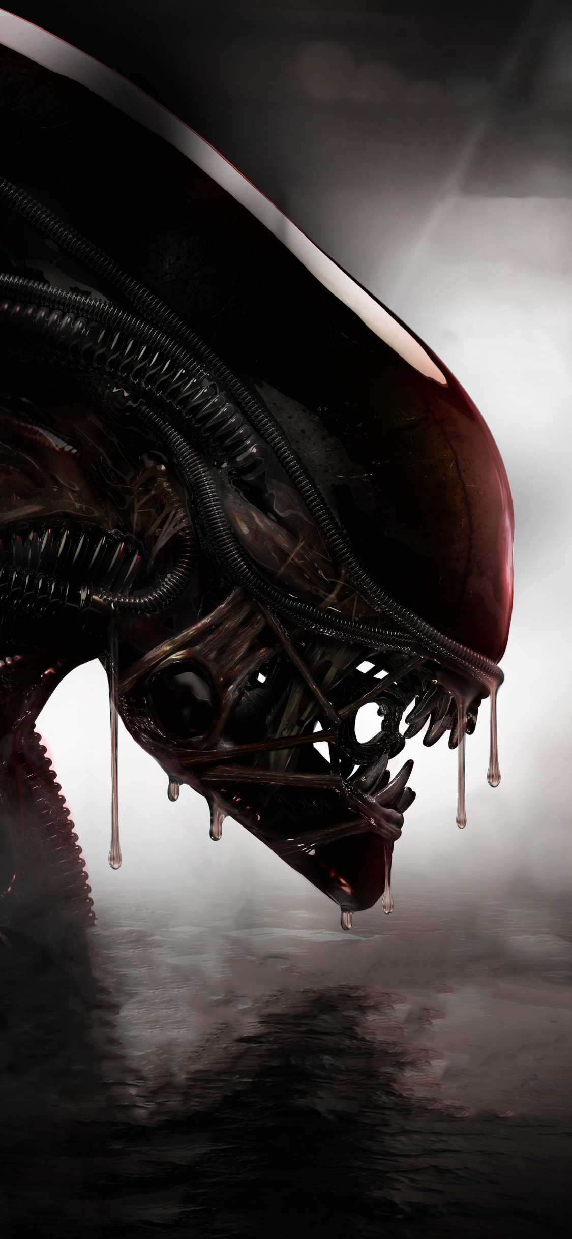 Alien, Predator, Creature, Wallpaper - Alien Hd , HD Wallpaper & Backgrounds