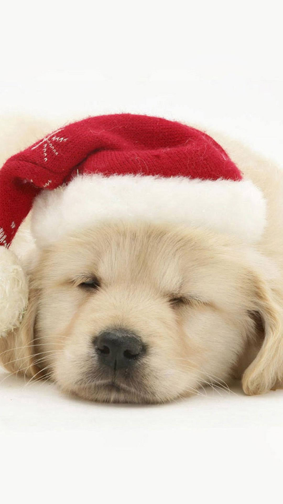 Cute Puppy In Christmas Hat Iphone 8 Wallpaper - Baby Christmas Golden Retrievers , HD Wallpaper & Backgrounds