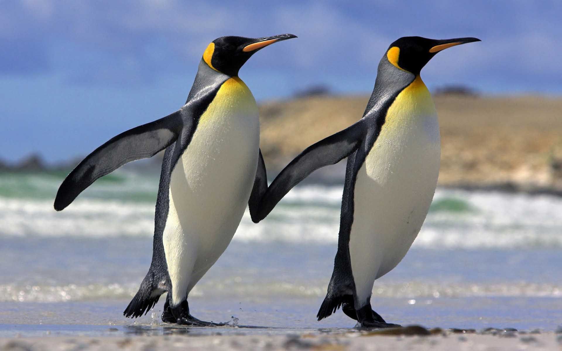 Cute Penguin Couple Hd Animals And Birds - Penguin Full Hd , HD Wallpaper & Backgrounds