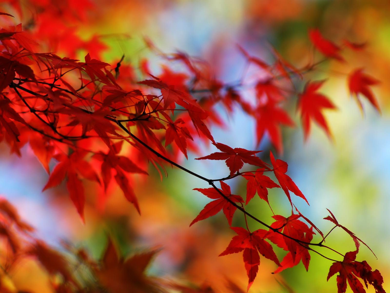 Red Leaves Desktop Wallpaper - Red Leaf Wallpaper Hd , HD Wallpaper & Backgrounds