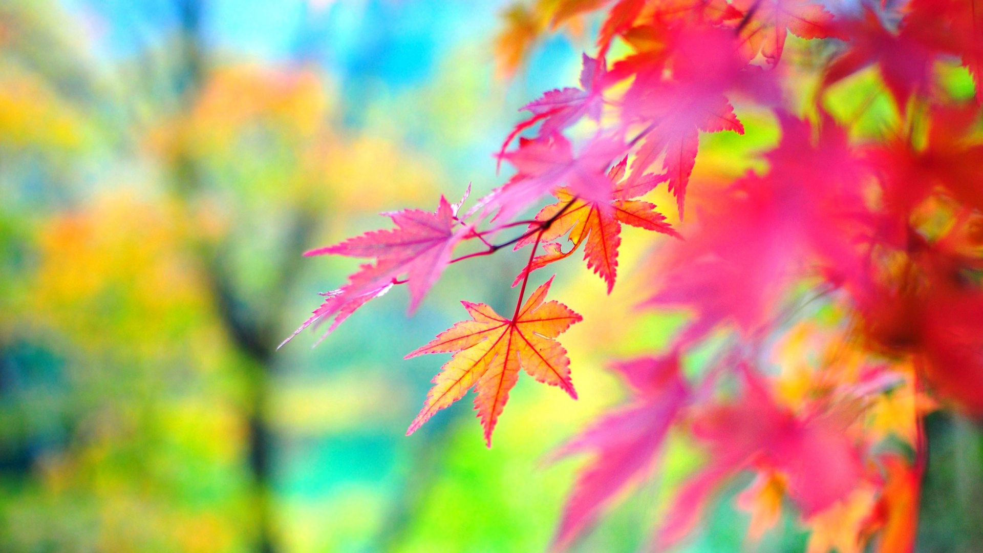 Colorful Leafs Hd Wallpaper - Minister Led Tv Price In Bangladesh , HD Wallpaper & Backgrounds