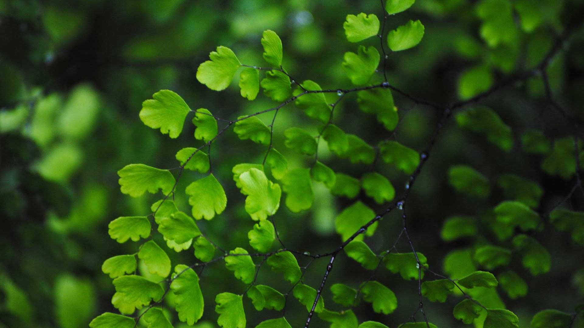 Green Leaf Hd Background , HD Wallpaper & Backgrounds