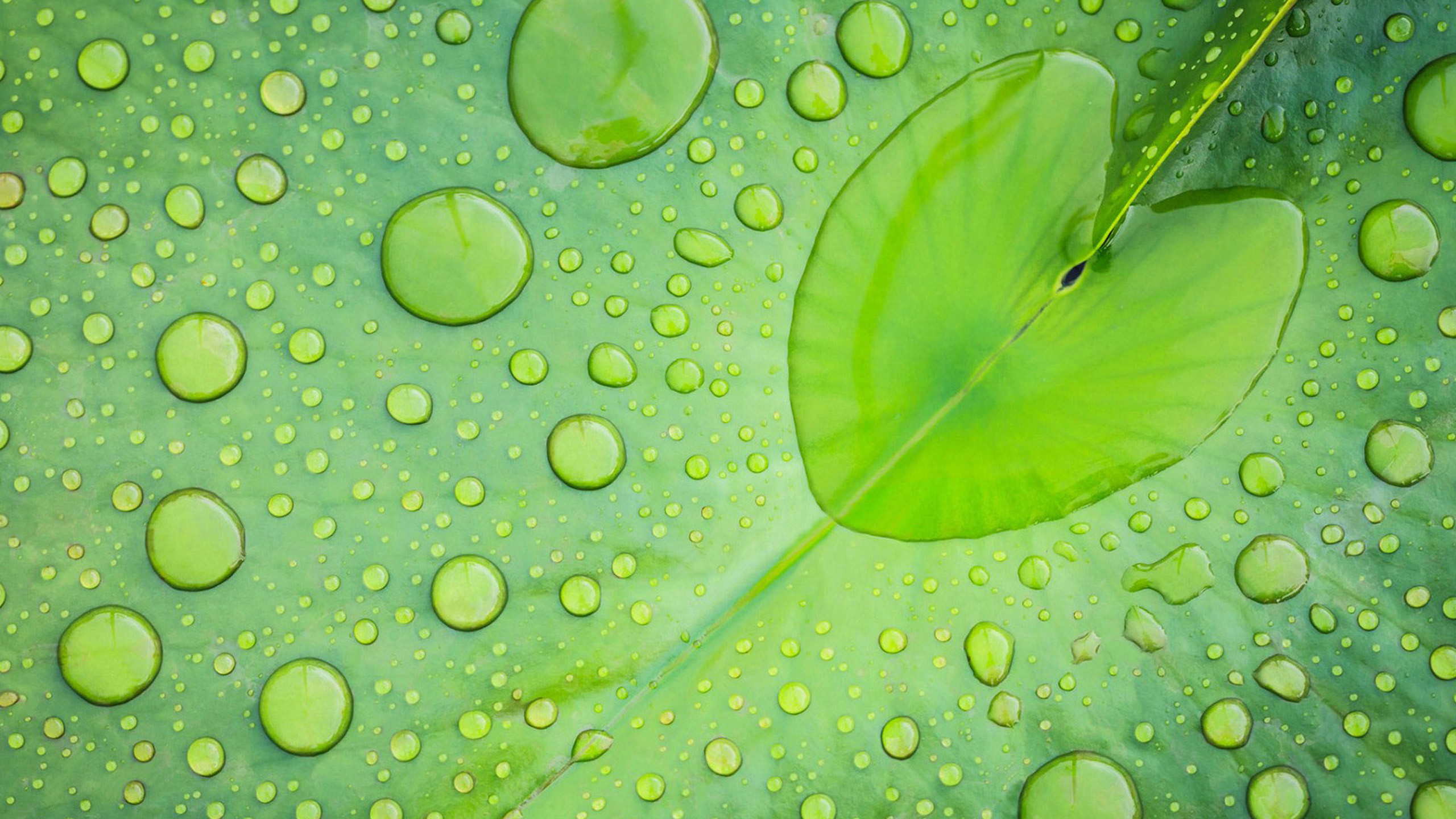 Lotus Leaf Drops Wallpapers Hd Rain - Hd Wallpaper Theme Download , HD Wallpaper & Backgrounds