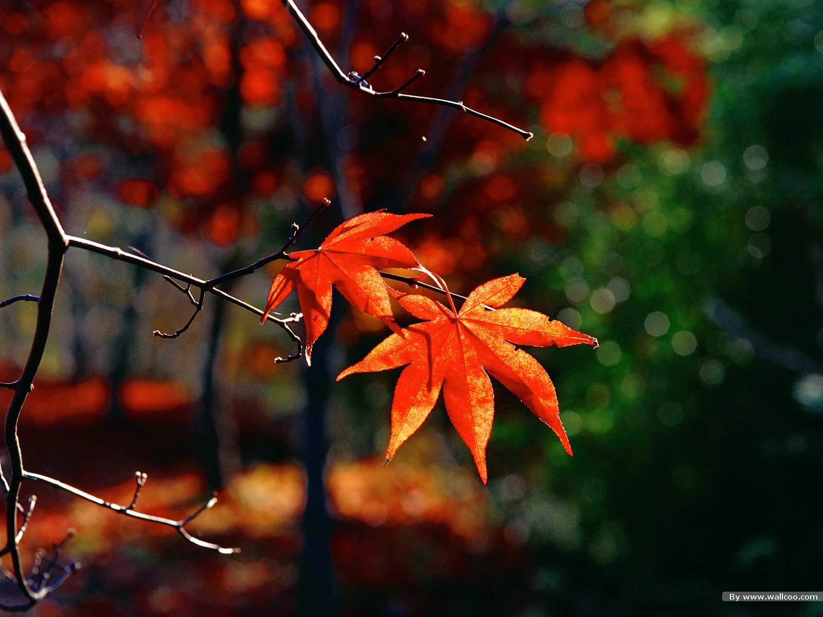 High Quality Leaf Wallpaper - Beautiful Leaves , HD Wallpaper & Backgrounds