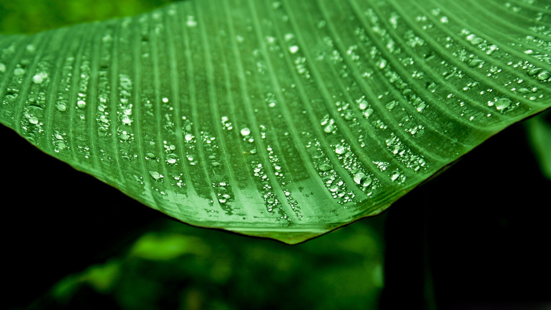 Banana Leaf Wallpapers Hd - Water On Banana Plant Leaves , HD Wallpaper & Backgrounds