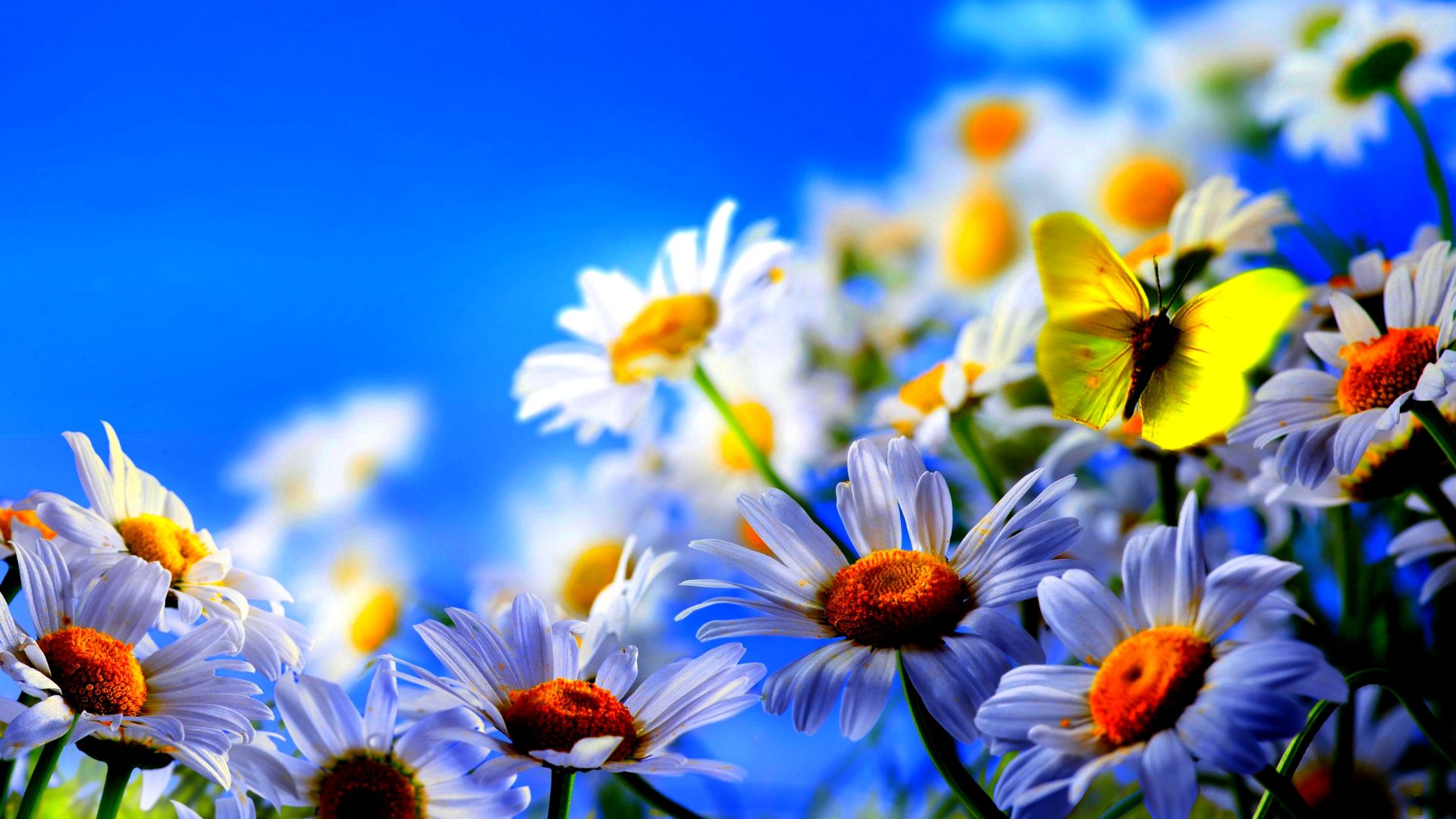 Natural Flowers Hd Wallpaper Download - Spring Screensavers , HD Wallpaper & Backgrounds