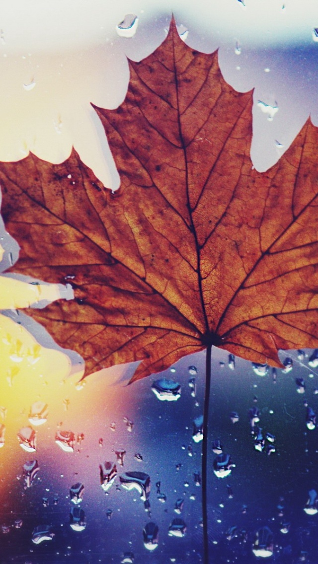Maple Leaf With Rain , HD Wallpaper & Backgrounds