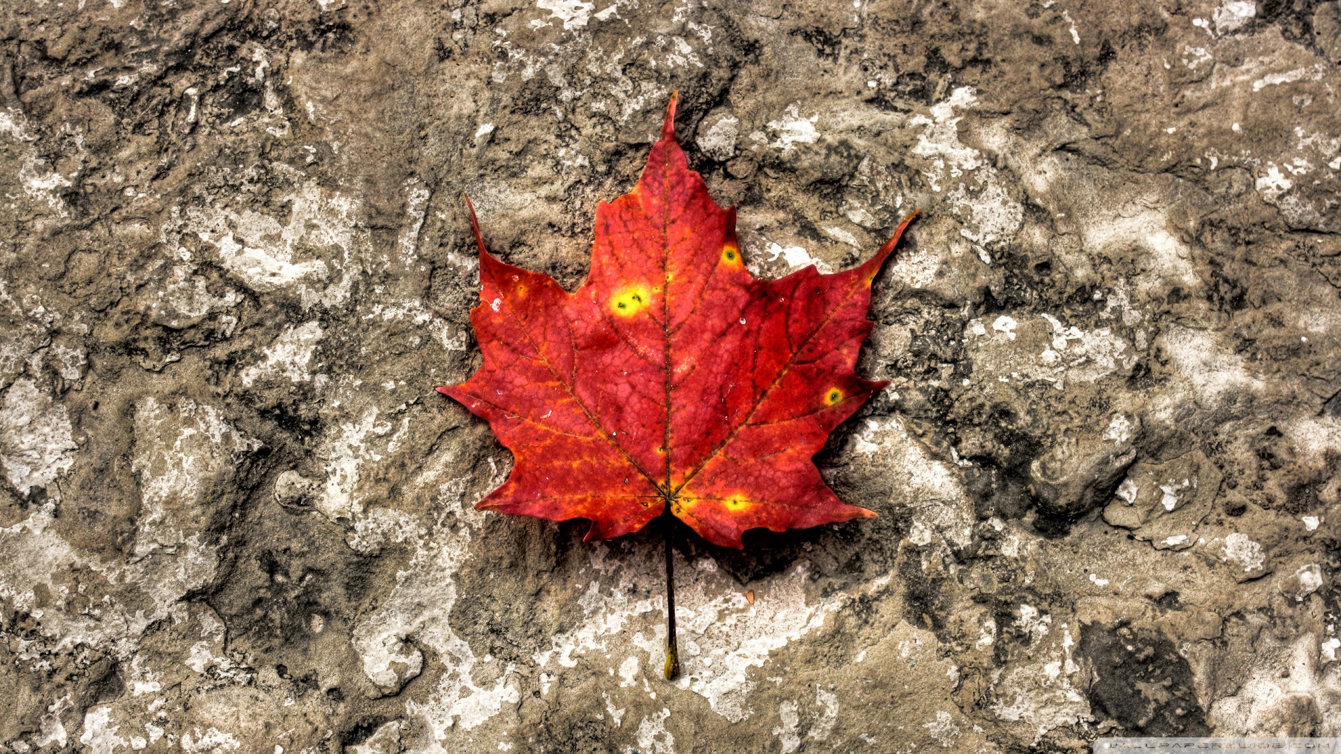 Hd 16 - - High Resolution Maple Leaf Hd , HD Wallpaper & Backgrounds