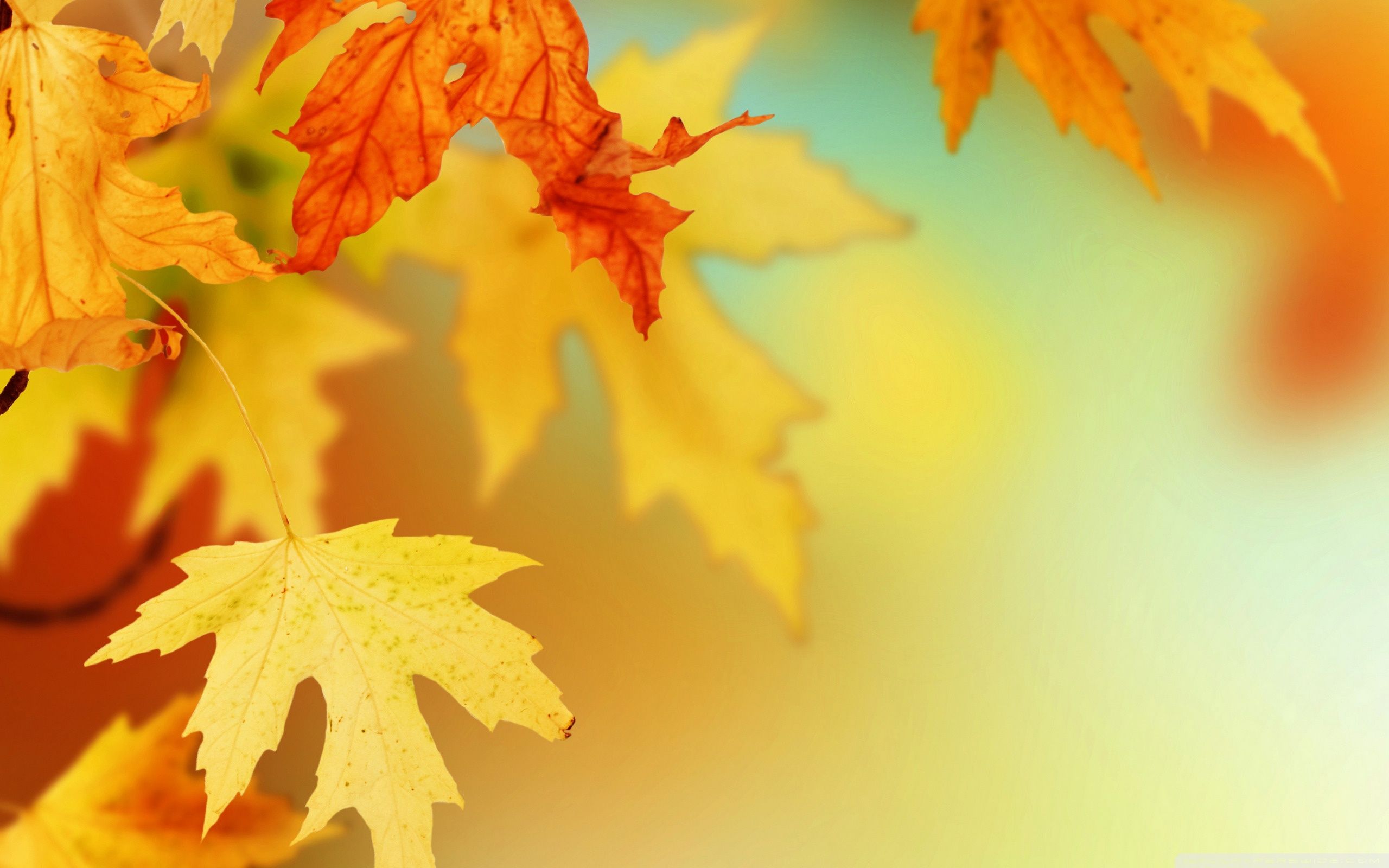 Free Fall Leaves Backgrounds , HD Wallpaper & Backgrounds