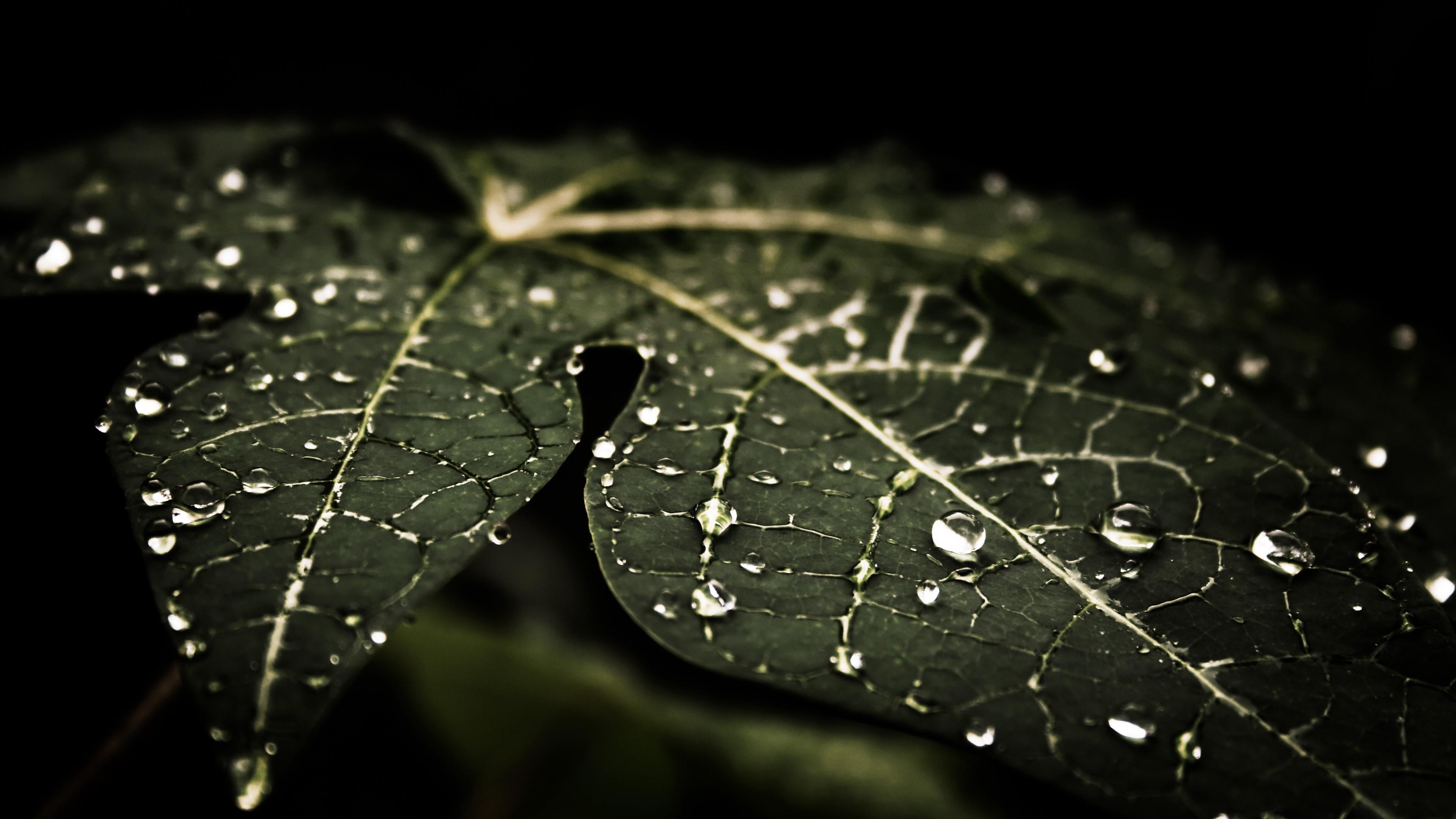 Landscape Portrait - Water Droplets On Leaf , HD Wallpaper & Backgrounds