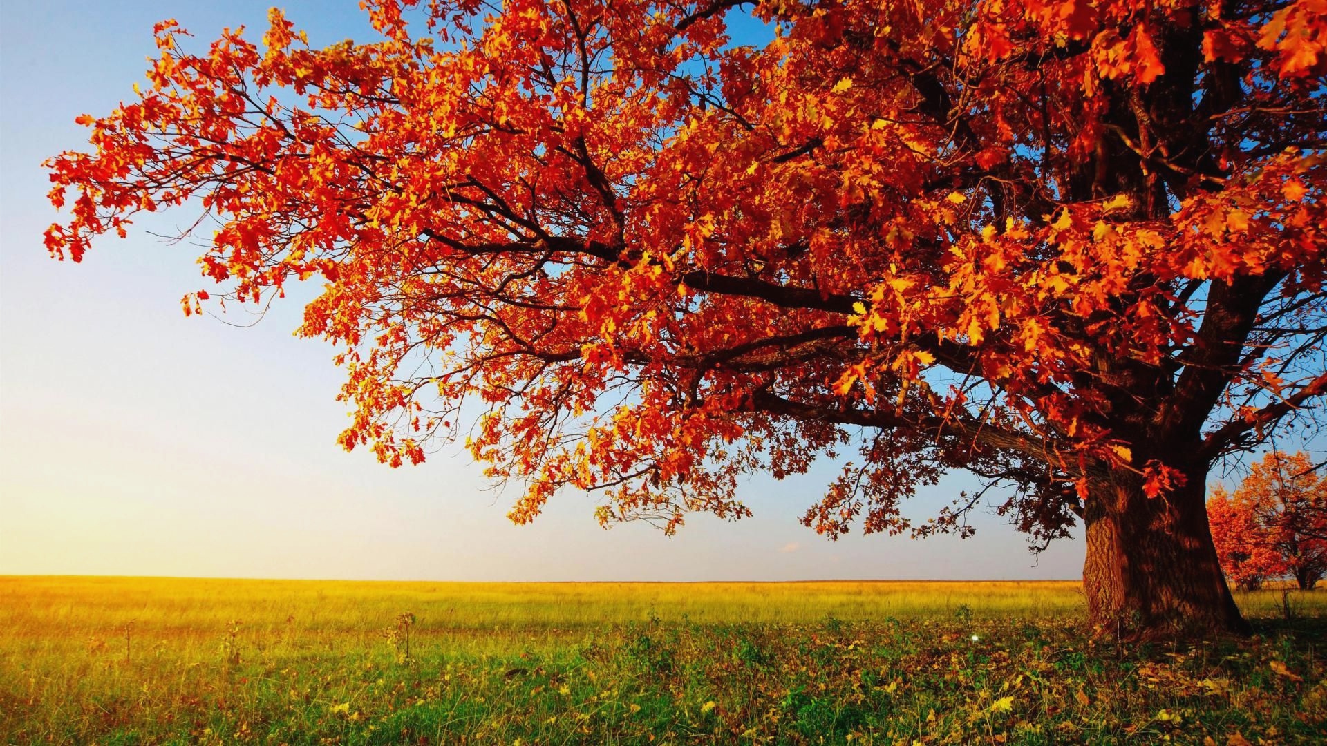 10 Leaf Wallpaper Abyss Desktop Wallpaper Hd Widescreen Nature 10 Leaf Wallpaper Abyss Desktop Wallpaper Hd Widescreen Nature