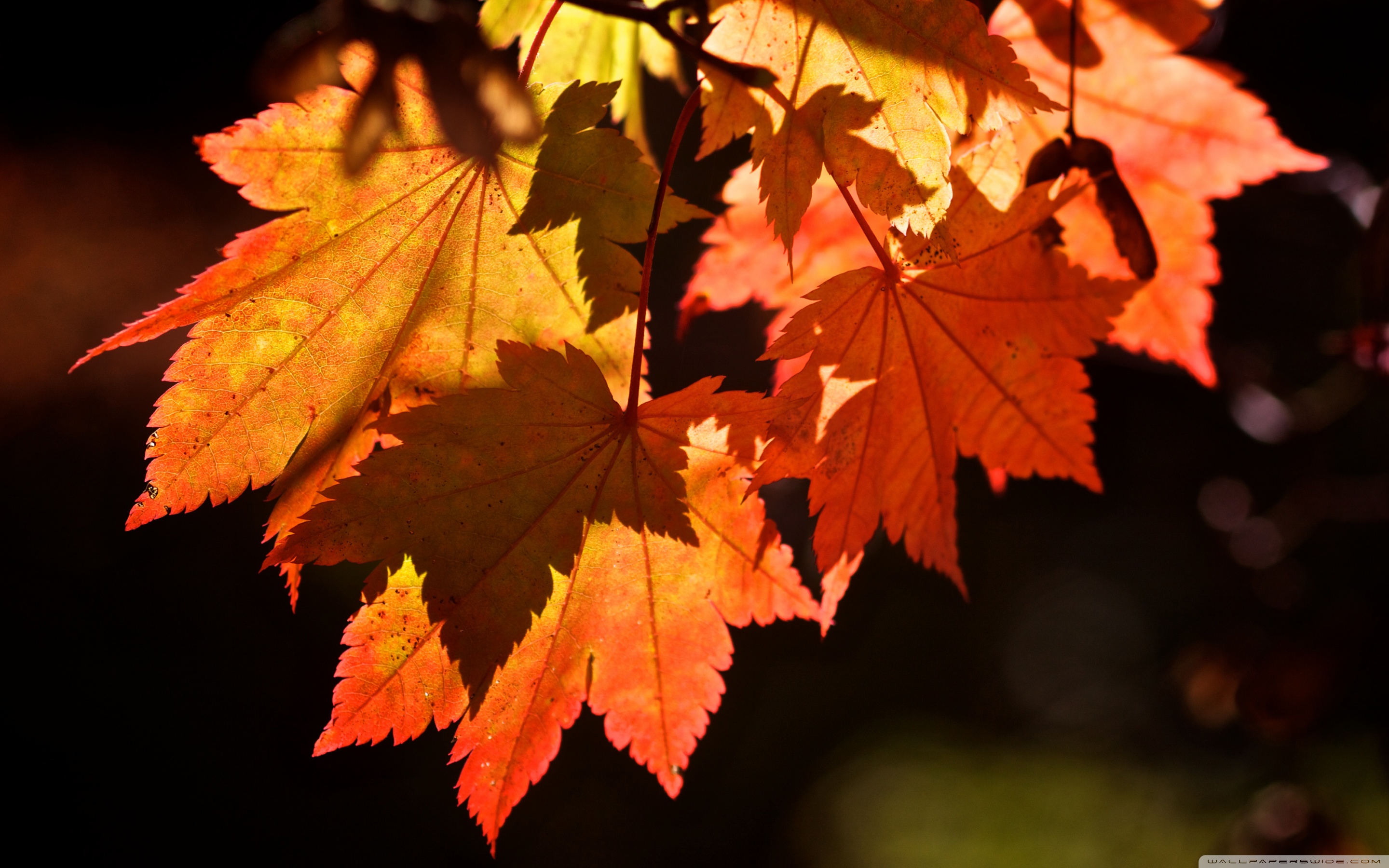 Branch, Sunlight, Deciduous, Maple Leaf, Apple Macbook - Autumn Leaves Wallpaper Hd , HD Wallpaper & Backgrounds