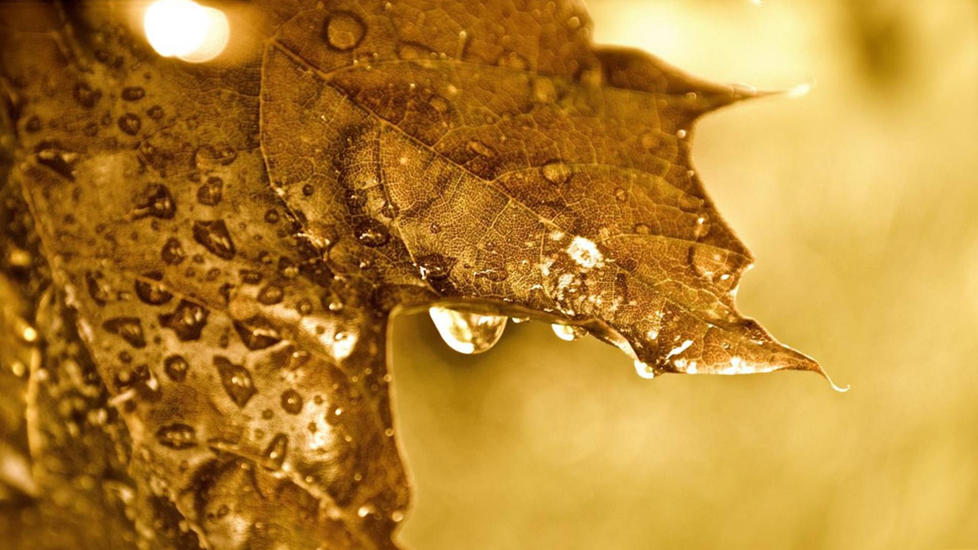 Brown Leaf Wallpaper - Golden Leaf , HD Wallpaper & Backgrounds