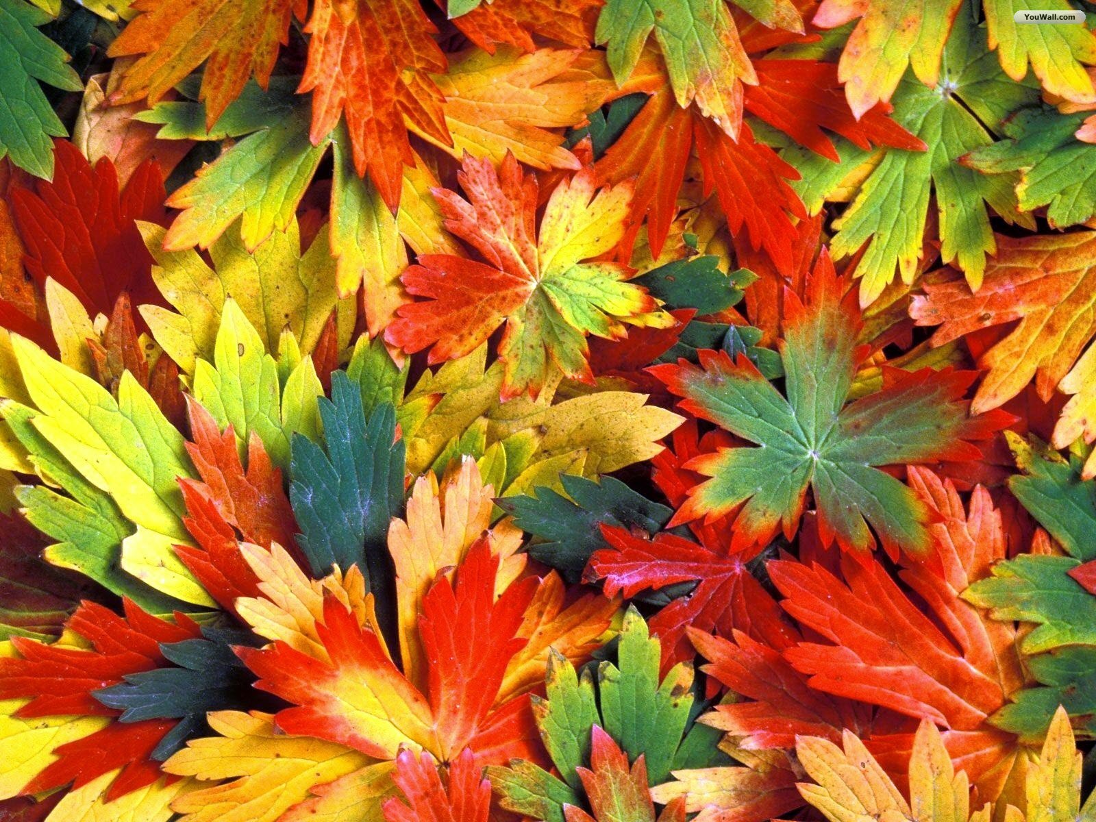 Colorful Leaves Hd - Colorful Autumn Leaves , HD Wallpaper & Backgrounds