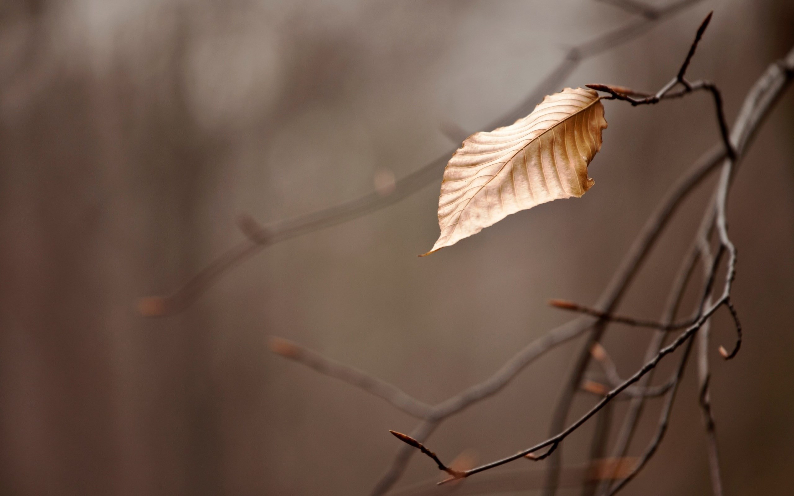 Dry Leaves Wallpaper - Leaf Brown Wallpaper Hd , HD Wallpaper & Backgrounds