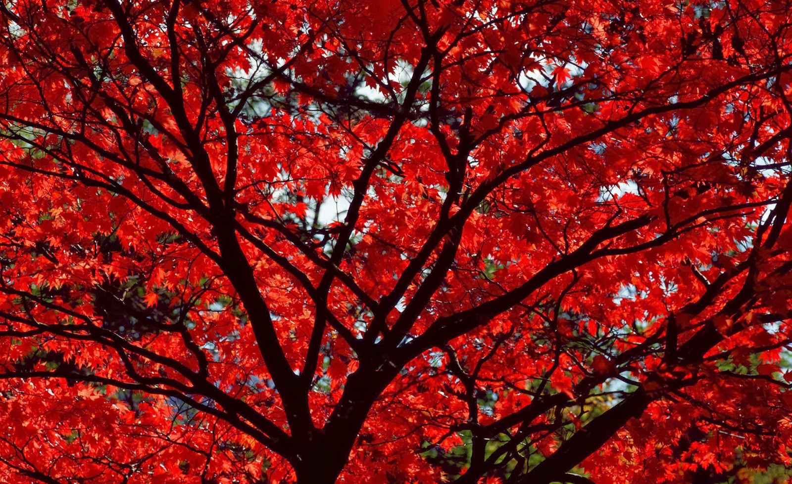 Red Leaves Wallpaper Hd Wallpapers Desktop - Dark Red Autumn Leaves , HD Wallpaper & Backgrounds