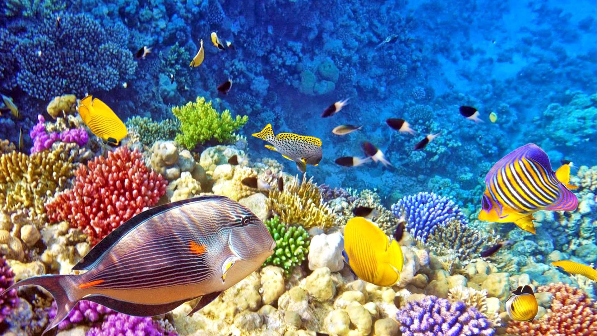 Raja Ampat Underwater Photo Tropical Colorful Fish - Raja Ampat Diving Hd , HD Wallpaper & Backgrounds