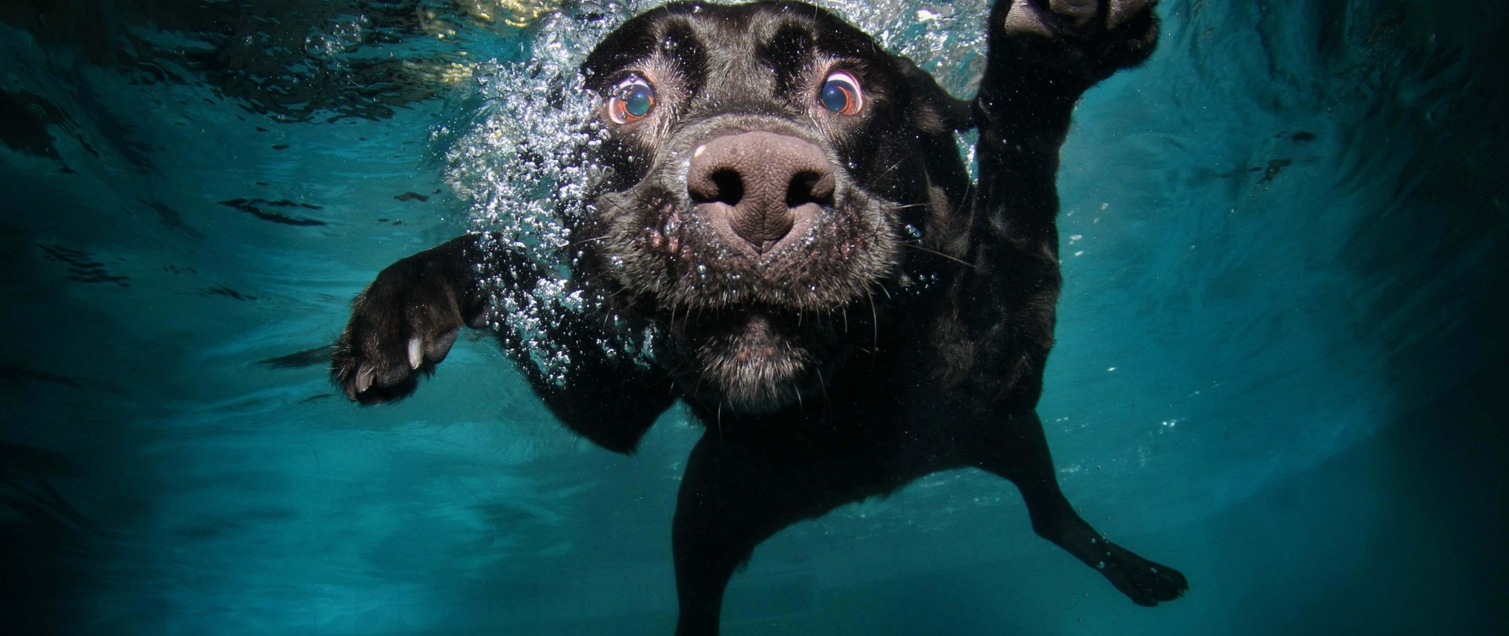Dog Underwater , HD Wallpaper & Backgrounds