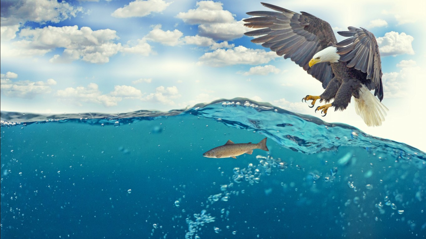 Eagle Catching Fish Underwater 4k Hd Wallpaper - 1920 X 1080 Underwater , HD Wallpaper & Backgrounds