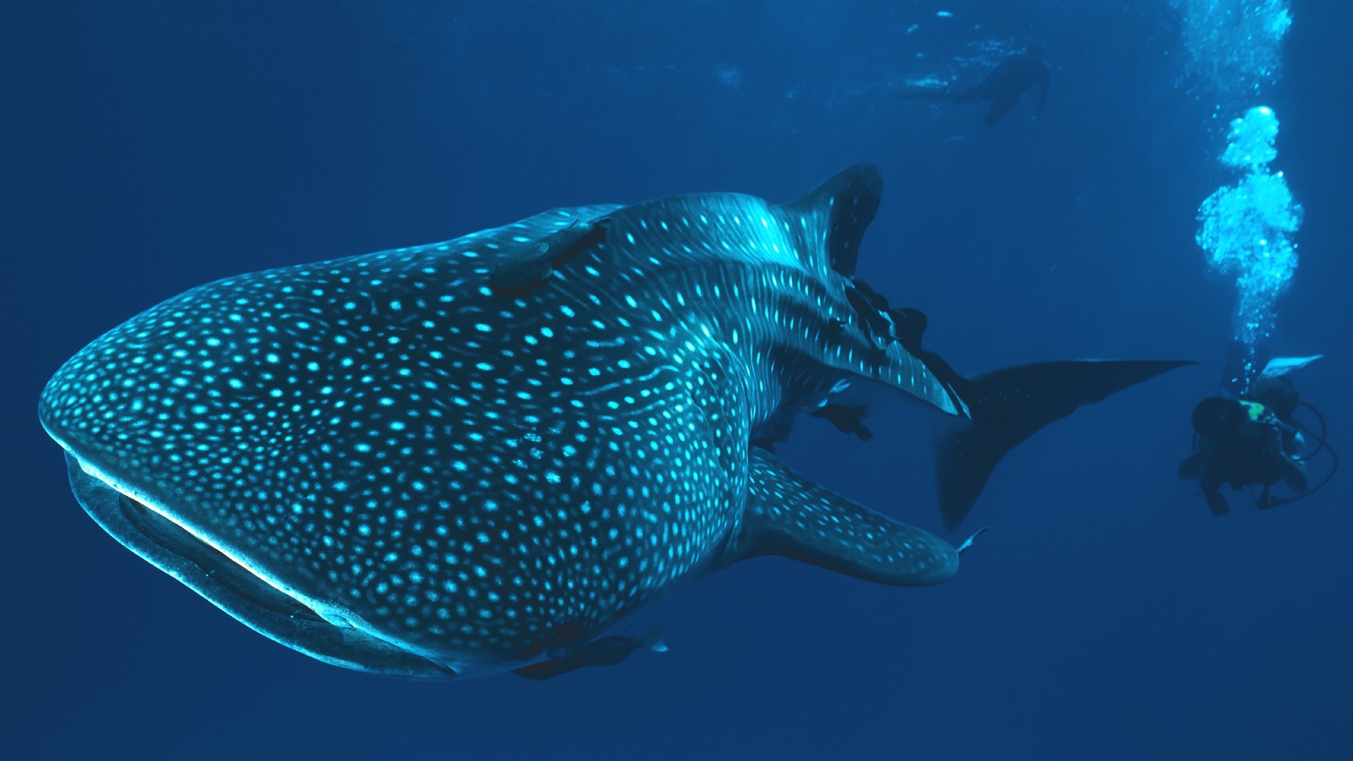 Whale Shark Underwater Shark Divers Wallpapers Hd / - Whale And Diver Wallpaper Hd , HD Wallpaper & Backgrounds