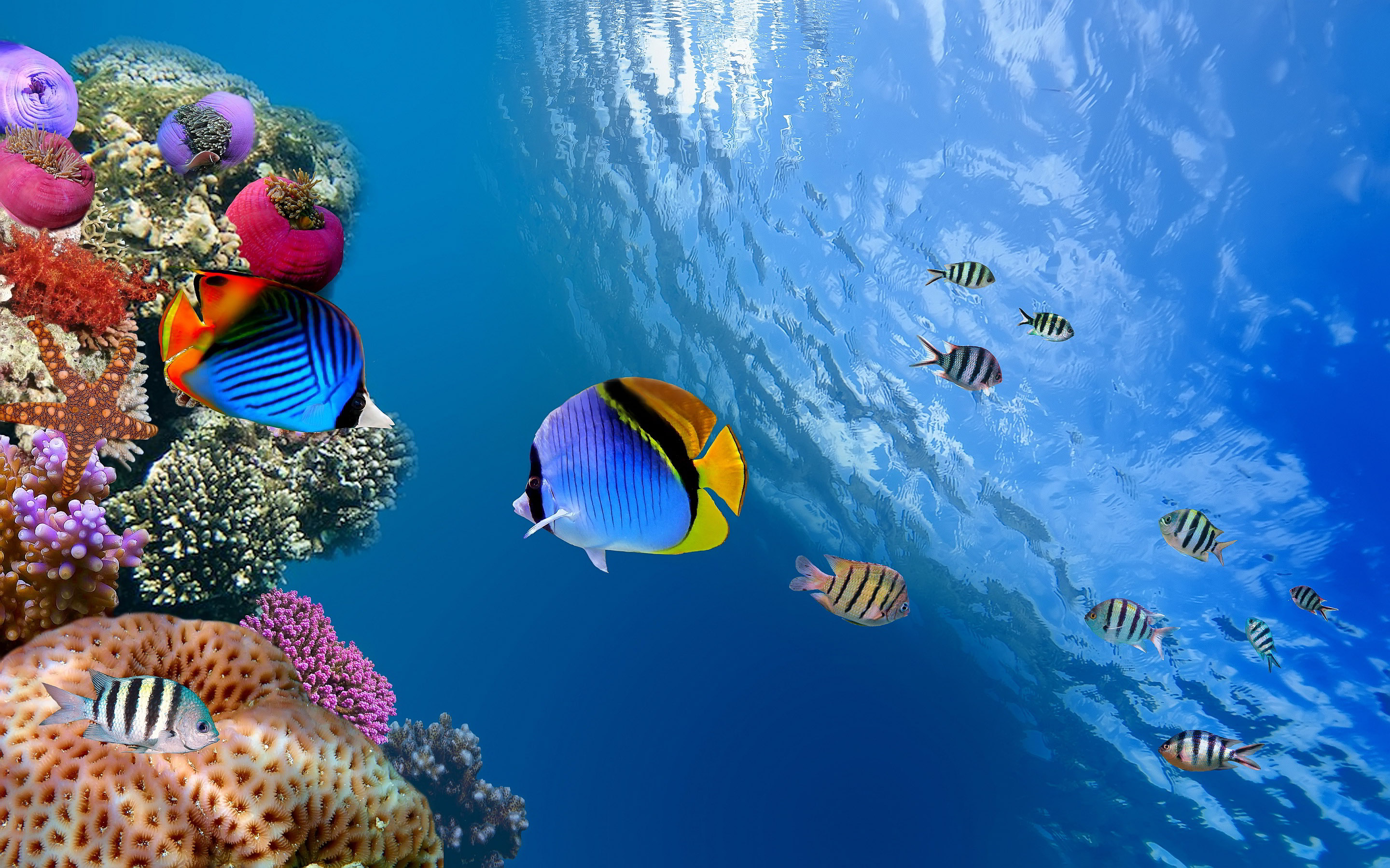Underwater Wallpapers - Sea Fish Under Water , HD Wallpaper & Backgrounds