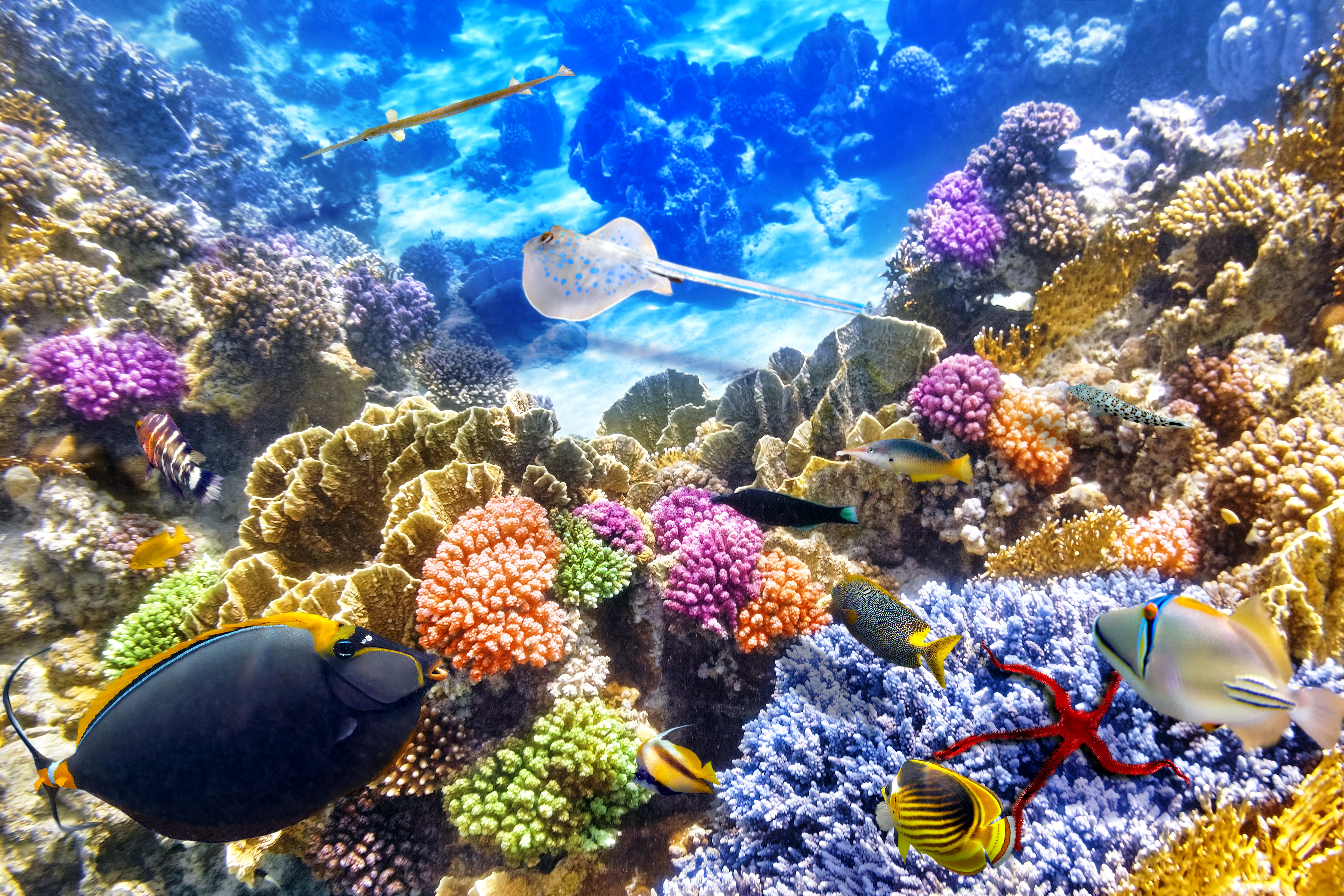 Hd Wallpaper - Coral Hd , HD Wallpaper & Backgrounds