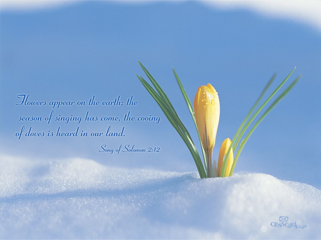 Free Scripture Verses Desktop Backgrounds Crosscards - April Flowers In Snow , HD Wallpaper & Backgrounds