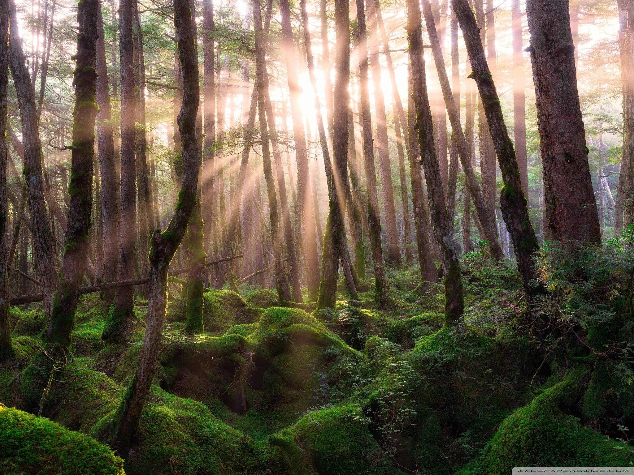 Save Original Image * Non Live Wallpaper Image - Pine Forest Iphone Background , HD Wallpaper & Backgrounds