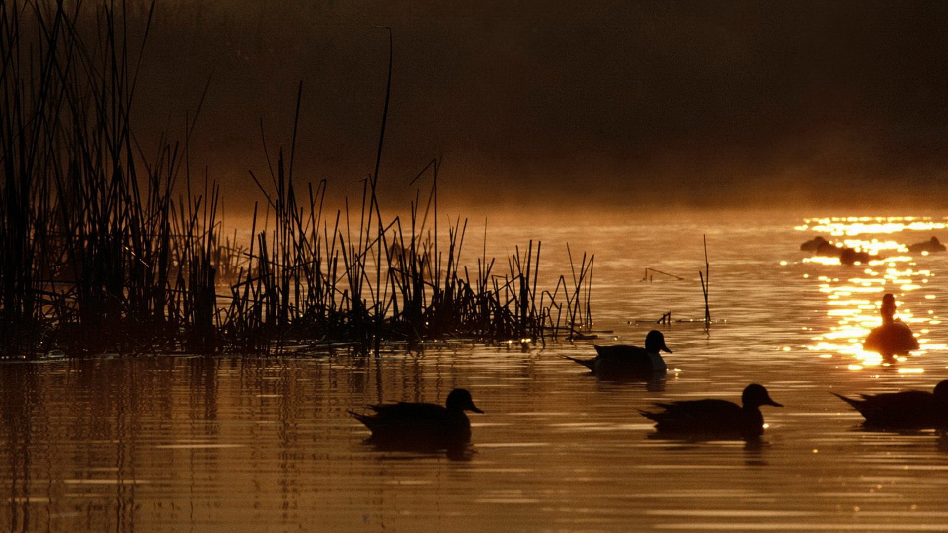 Ducks Mist Reeds Sunrise Birds Lake Duck Wallpapers - Sunrise Ducks , HD Wallpaper & Backgrounds